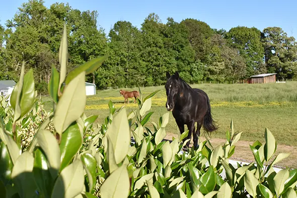 A black horse standing in a green pasture with a young horse in the background and fresh green foliage in the foreground.
