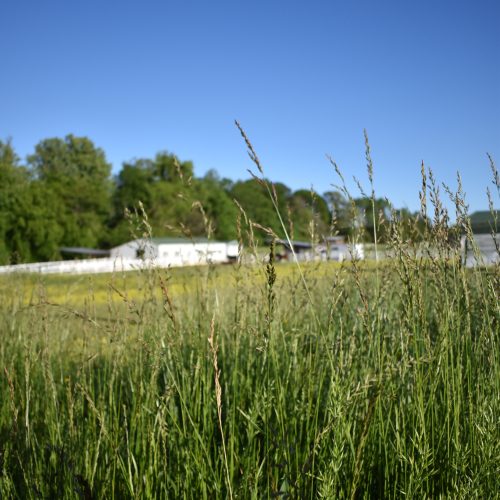 Pasture View