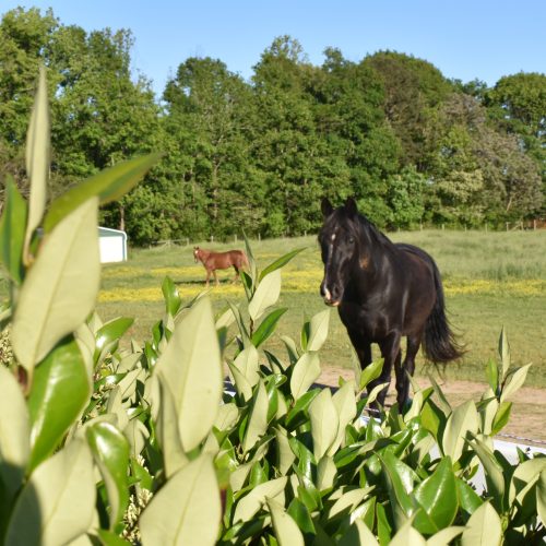 Resident Horses