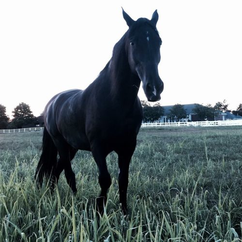 Resident Horses